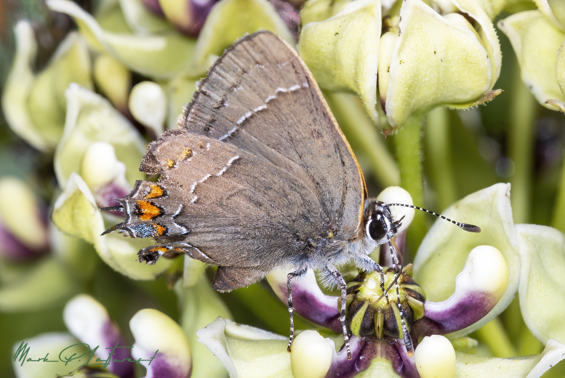 /gallery/north_america/USA/Texas/austin/Red-banded Hairstreaks 2023-006_med.jpg